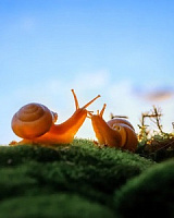 Макромир